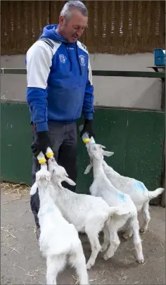  ??  ?? A three-and-a-half month old kid goats getting bottle fed by keeper John O’Doherty.