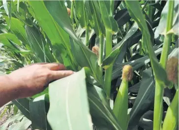  ?? JAVIER PADILLA ?? > Un buen desarrollo presenta el cultivo del maíz en la región.