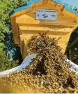  ?? Foto: Lea Thies ?? So sieht es aus, wenn 20 000 Bienen umziehen.