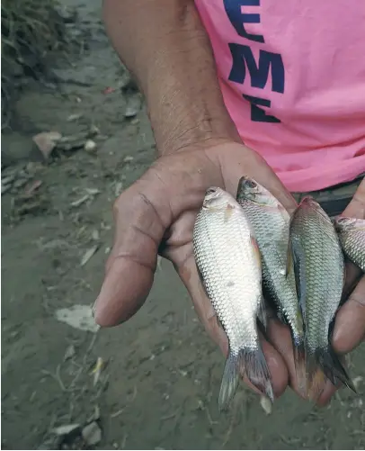  ?? / Cortesía ?? Los problemas ambientale­s en la cuenca del río han disminuido la pesca.
