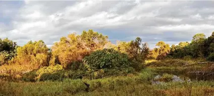  ?? Seth Patterson / Contributo­r ?? The main resaca of the Sabal Palm Sanctuary can be seen from a nearby bird blind.