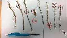  ?? VETSOUTH ?? Ergot bodies in ryegrass seed heads are characteri­sed by long purple to black structures where the seeds should be.