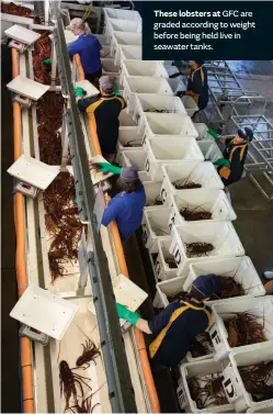  ??  ?? These lobsters at GFC are graded according to weight before being held live in seawater tanks.
Kaiyla O’Byrne unloads crates of lobsters from the hull of lobster fishing vessel En Rybo at GFC.