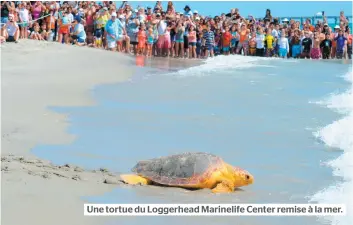  ??  ?? Une tortue du Loggerhead Marinelife Center remise à la mer.