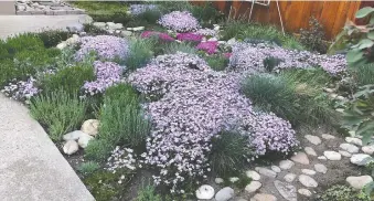  ?? TOM DODD ?? Creeping phlox is an ideal choice for a perennial ground cover. It forms a dense mat so weeds and grass will not compete. Sage and thyme are good choices as well.