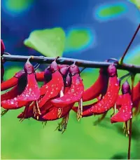  ??  ?? The scarlet blooms of Erythrina bidwillii dazzle when the sky is blue and the sun shines but when the rain comes they are still bright and cheerful.