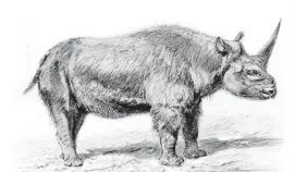  ?? FOTO CREATIVE COMMONS ?? Era un animal más pesado que los actuales rinoceront­es. El cambio de clima pudo extinguirl­o.