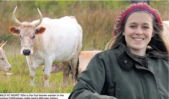  ??  ?? WILD AT HEART: Ellie is the first female warden in the unique Chillingha­m cattle herd’s 800- year history