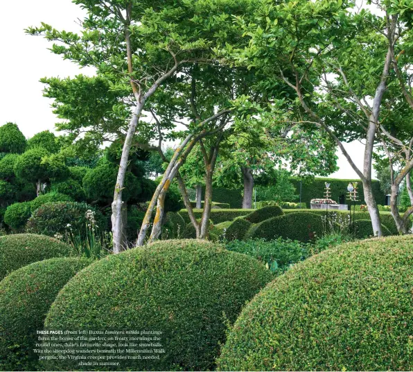  ??  ?? THESE PAGES (from left) Buxus Lonicera nitida plantings form the bones of the garden; on frosty mornings the round ones, Julie’s favourite shape, look like snowballs. Waz the sheepdog wanders beneath the Millennium Walk pergola; the Virginia creeper provides much needed shade in summer.