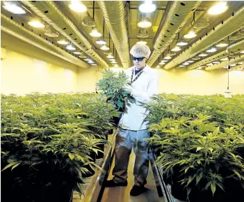  ?? POSTMEDIA FILES ?? Canopy Growth Corp. posted a 180 per cent increase in its revenue, but missed analysts estimates after a lack of product limited third quarter sales.