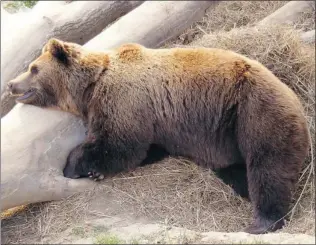  ?? GRETCHEN STRAUCH/ SPECIAL TO THE SUN ?? A bruin digs for food along a terraced hillside Bear Park at the far end of town in Bern, Switzerlan­d. Two bears were introduced to the area two years ago and they have since had two cubs.