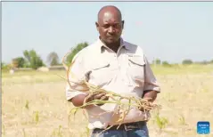  ?? ?? Farmer Farai Mawarire holds a wilting maize plant at his farm in Beatrice