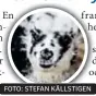  ?? FOTO: STEFAN KÄLLSTIGEN ??