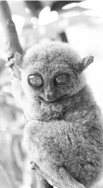  ??  ?? THE tarsier of Bohol is the smallest primate in the world.