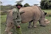  ?? PHOTO: AP ?? Wildlife ranger Zachariah Mutai poses with Sudan, the last male northern white rhino, at the Ol Pejeta Conservanc­y in Kenya.