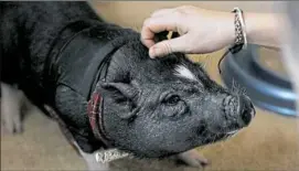  ?? Pam Panchak/Post-Gazette ?? BuckingHam, a 3-month-old mini-pig, gets a scratch on the head from his foster-mom, Heather Long, at her home in Schenley Farms.