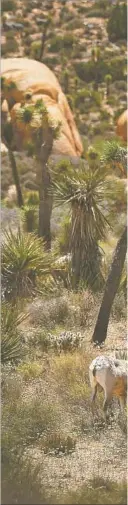  ??  ?? BIGHORN SHEEP are part of the scenery in Joshua Tree. The national park expects to draw a record 2.4 million visitors this year.