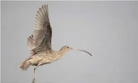  ??  ?? ‘A phenomenon of the natural world’: an eastern curlew in flight. Photograph: FLPA/