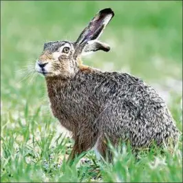  ??  ?? Ein Feldhase in einem jungen Getreidefe­ld. Foto: Patrick Pleul, dpa