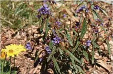  ??  ?? Gorgeous purple keraudreni­as are new additions to the garden.