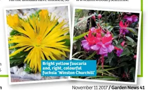  ??  ?? Bright yellow faucaria and, right, colourful fuchsia ‘Winston Churchill’