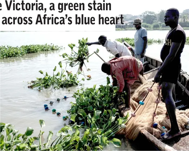  ?? — AFP photos by Yasuyoshi Chiba ?? File photo shows fishermen as they remove water hyacinth from the net in Lake Victoria in Kisumu, western Kenya.