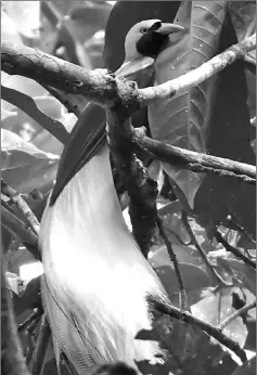  ??  ?? A bird- of- paradise, known locally as a cendrawasi­h bird. Conservati­onists fear forests will be destroyed and the birds that inhabit them would be driven to the brink of extinction.