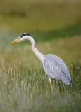  ??  ?? HARMLESS-LOOKING: Hungry herons have no scruples as trencherme­n