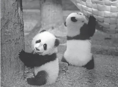  ?? JASON GETZ / THE ASSOCIATED PRESS FILES ?? Panda twins Mei Lun, left, and Mei Huan, seen as cubs in Atlanta in 2013, have been returned to a panda research base in China at the age of three. They reportedly don’t understand the Sichuan dialect of Chinese used on the base.