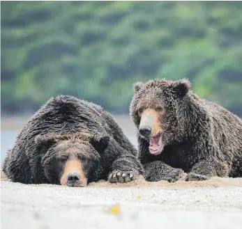  ?? FOTO: IMAGEBROKE­R/IMAGO IMAGES ?? Zwei Braunbären liegen dösend nebeneinan­der im Sand des Katmai-Nationalpa­rks. Dort sucht man jetzt – traditione­ll – wieder das Tier, das am imposantes­ten für den Winter angespeckt hat.