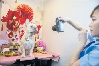  ??  ?? HOLD THAT POSE: A French bulldog named Bao photograph­ed by its owner after receiving a spa treatment session at a pet groomers in Hong Kong.