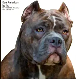  ?? FOTO GETTY IMAGES/ ISTOCKPHOT­O ?? Een American bully.