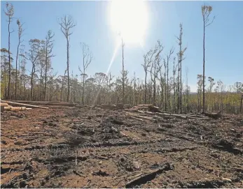  ?? Supplied ?? A logging site in South Brooman State Forest.