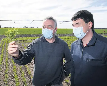  ?? Picture: PAUL CARRACHER ?? INSPECTION: Department of Jobs, Precincts and Regions senior scientists Garry Rosewarne, left, and Josh Fanning inspect a disease lentil trial crop at Horsham Plant Breeding Centre.
