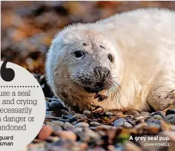  ?? JOHN POWELL ?? A grey seal pup.