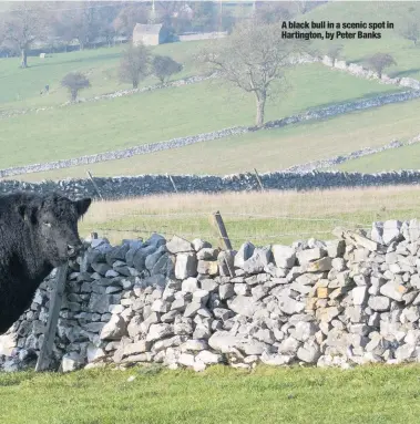  ??  ?? A black bull in a scenic spot in Hartington, by Peter Banks