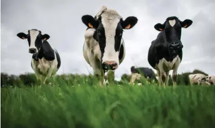  ?? ?? Cows on a farm in Conteville, north of Rouen in France. Photograph: Lou Benoist/AFP/Getty Images