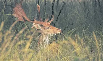  ?? FOTO: HORST SCHÜREN ?? Damit nicht zu viele Tiere im ehemaligen Depot leben, wird ein Abschusspl­an erstellt. Dafür wird das Damwild jährlich gezählt.