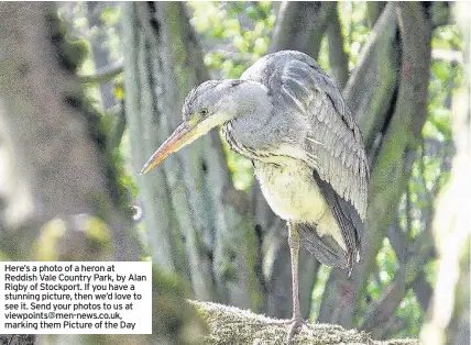  ??  ?? Here’s a photo of a heron at Reddish Vale Country Park, by Alan Rigby of Stockport. If you have a stunning picture, then we’d love to see it. Send your photos to us at viewpoints@men-news.co.uk, marking them Picture of the Day