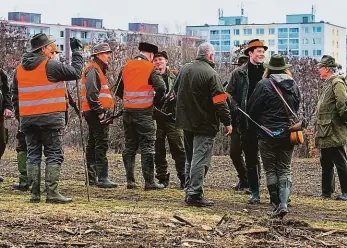  ?? Foto: archiv MAFRA ?? Hon mezi paneláky Na území metropole se v současné době nachází patnáct honiteb. Stará se o ně jedenáct myslivecký­ch spolků. Myslivci místo střílení často divočáky chytají do klecí.