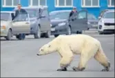  ?? REPRESENTA­TIONAL IMAGE/AFP ?? A polar bear walks on a road in Russia.