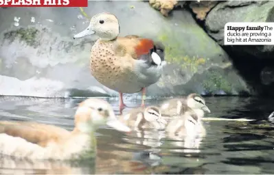  ??  ?? Happy familythe ducks are proving a big hit at Amazonia