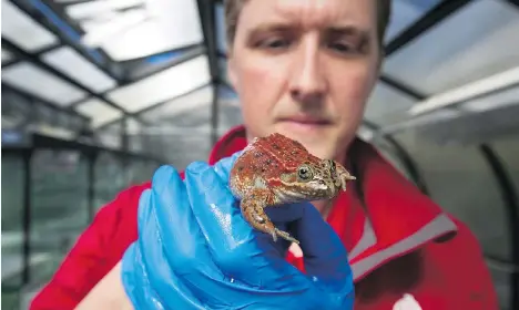  ?? JASON PAYNE ?? Vancouver Aquarium senior biologist Darren Smy holds an Oregon spotted frog inside a rooftop greenhouse on Thursday. About 1,000 Oregon spotted frog tadpoles will be released into the wild today.