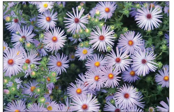  ??  ?? Asters richly repay their minimal care, forming mounds of bright flowers when the rest of the garden is dying back.