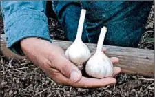  ??  ?? Sarmiento holds garlic bulbs ready for separating and planting.