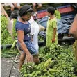  ?? FOTO: ALVARO TAVERA/COLPRENSA/DPA ?? In Kolumbien breitet sich ein Pilz aus, der Bananenpfl­anzen absterben lässt.