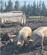  ??  ?? Les cochons rustiques, dont l’enclos est régulièrem­ent déplacé, sont utilisés pour labourer et enrichir la terre.