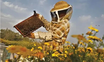  ?? Photograph: Said Khatib/AFP/Getty Images ?? A beekeeper inspects a rack of honeybees, which produce royal jelly.