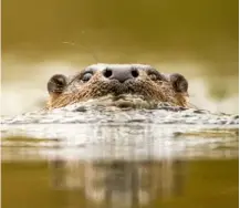  ??  ?? LEFT The Eurasian otter has an acute sense of sight, smell and hearing. Having eyes placed high on the head means it can see when the rest of the body is below water