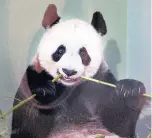  ??  ?? BREED APART Tian Tian at Edinburgh Zoo
